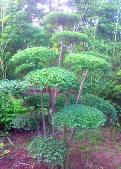 小叶女贞造型树基地